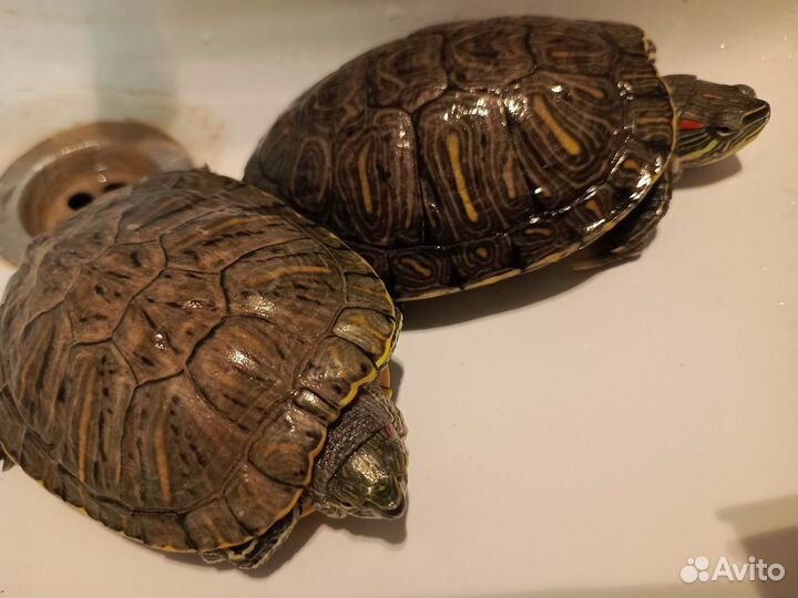 Красноухая черепаха