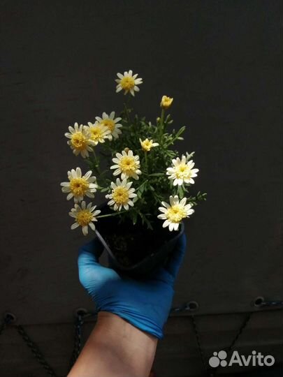 Аргирантемум саженцы, черенок