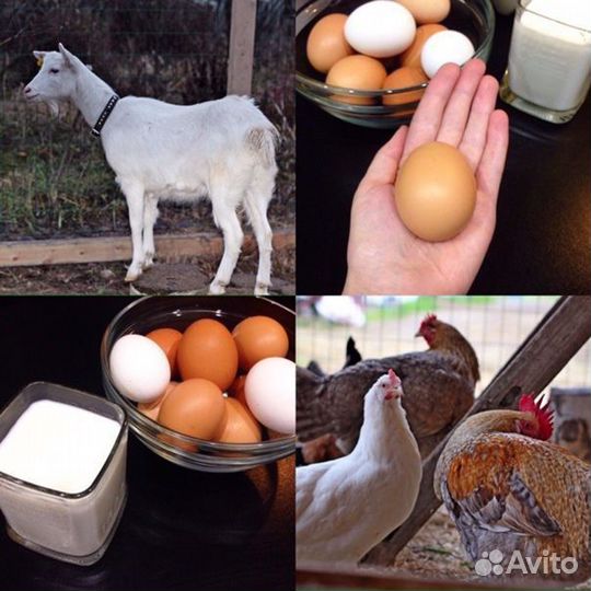 Козье молоко. Куриные яйца
