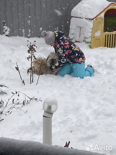 Вязка пекинеса