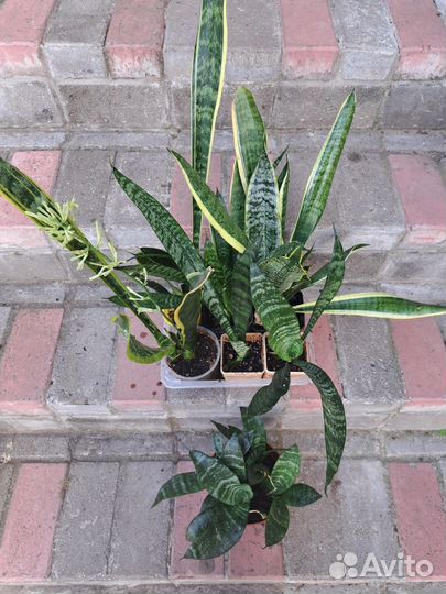 Сансевиерия, гинура, дуранта