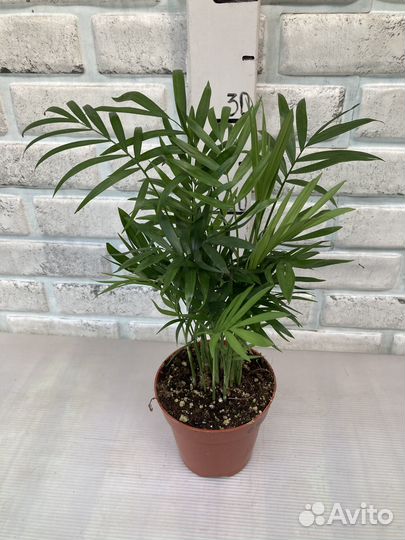 Пальма хамедорея