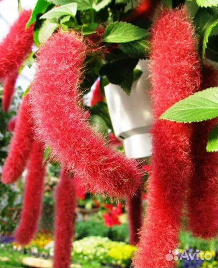 Аккалифа(лисий хвост)