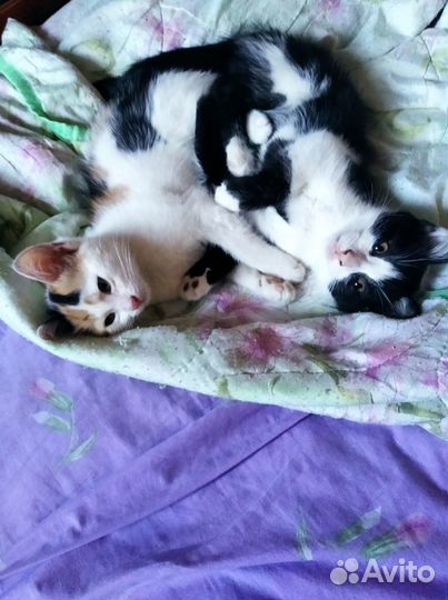 Котята ищут дом