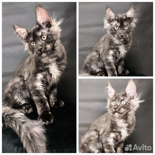 Бугимэн котенок Мейн кун
