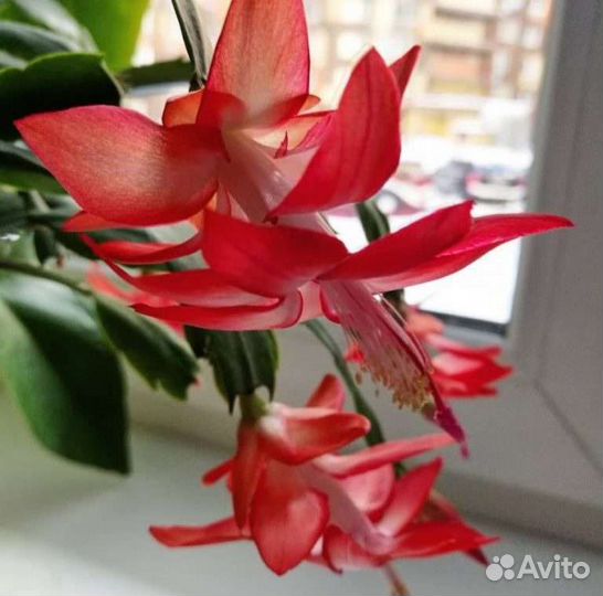 Декабрист белый