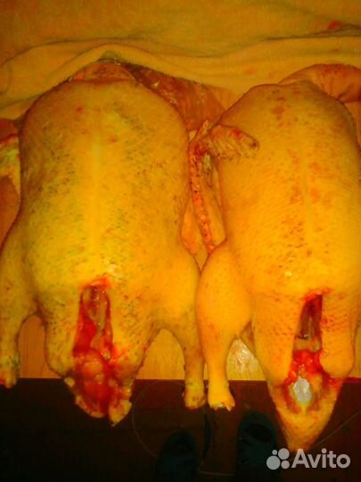 Мясо утки шипуны