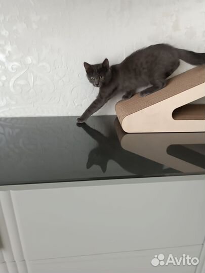 Котенок русской голубой девочка серая