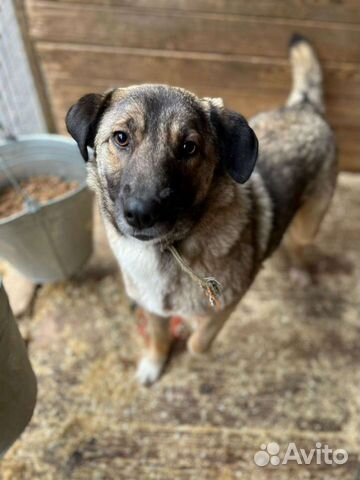 Собака небольшая в приюте