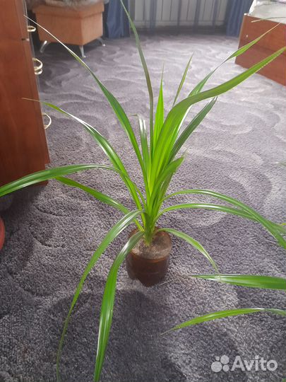 Пальма панданус