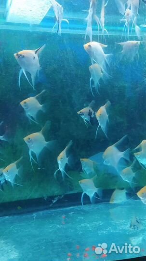 Живая рыба скалярии