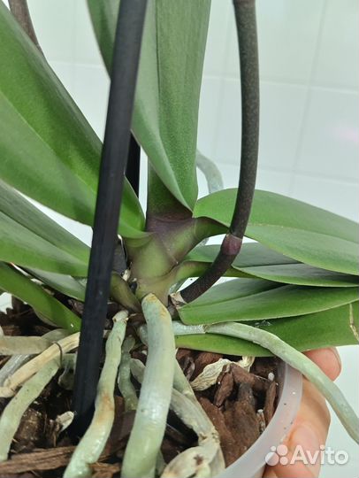 Орхидея фаленопсис