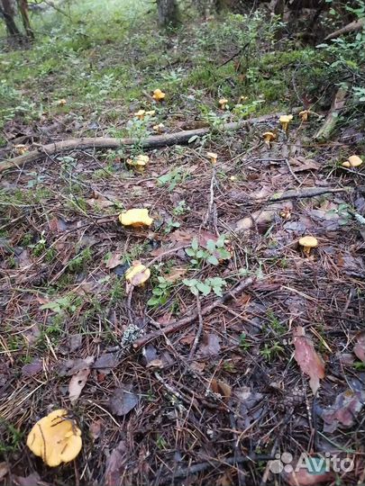 Лисички соленые