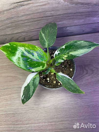 Филодендрон Вайт Принцесс