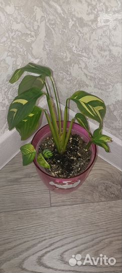 Калатея