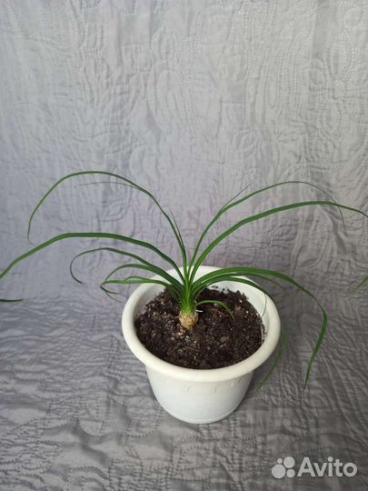 Бокарнея нолина