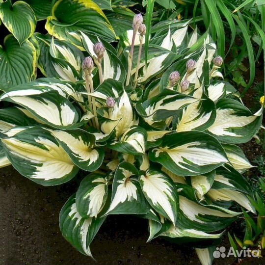 Хосты Файр энд Айс