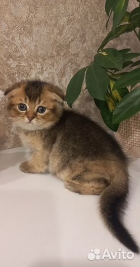 Шотландская