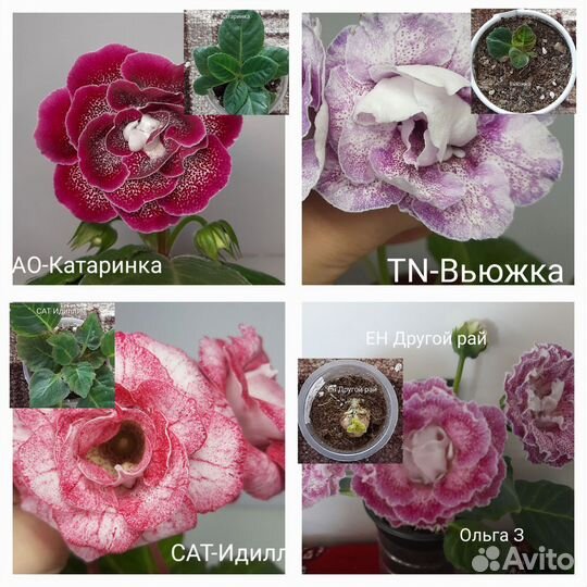 Глоксиния клубни