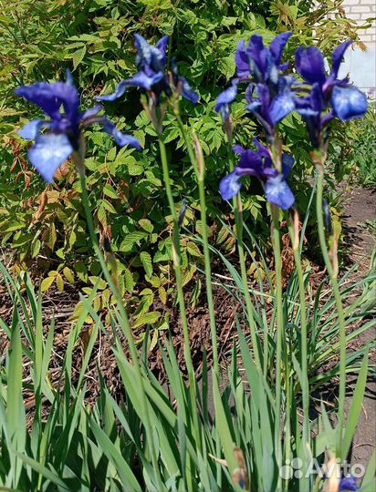 Ирис сибирский