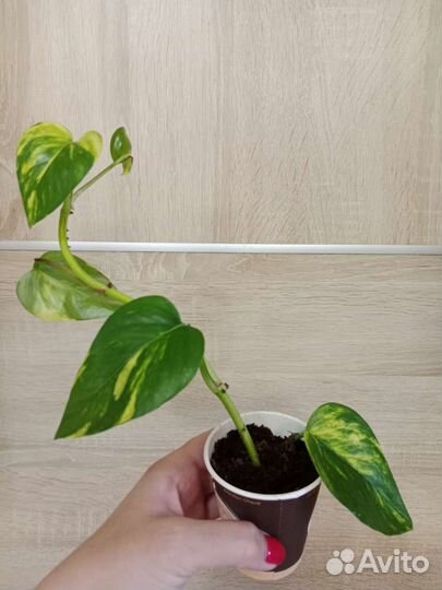 Сциндапсусы, Эпипремнумы