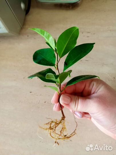 Фикус микрокарпа