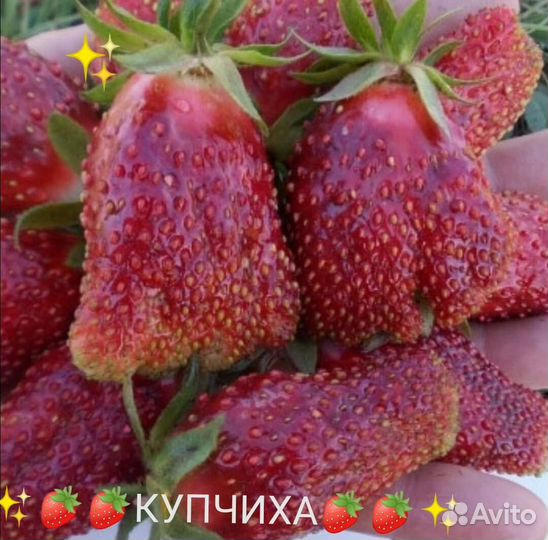 Клубника земляника