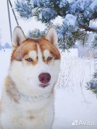 Сибирский хаски девочки и мальчики