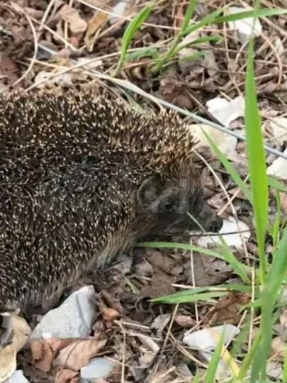 Дом 40 м² на участке 2,38 га