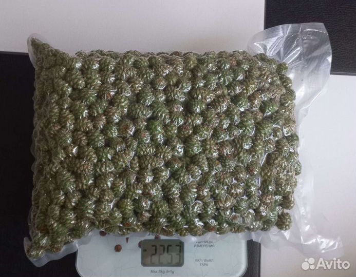 Сосновые шишки молодые в вакууме Предзаказ