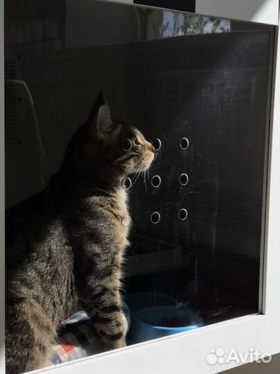 Помощник животным/ няня с выездом на дом