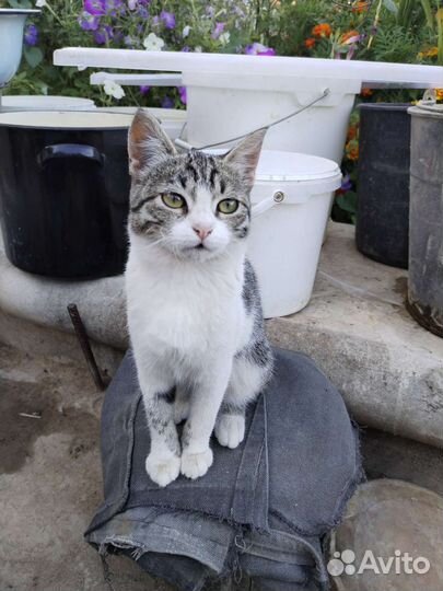 Кошка в дар бесплатно