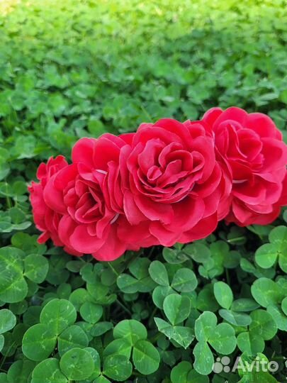 Ободок с цветами(красные и белые розы)