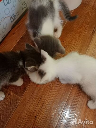 Кошка в дар