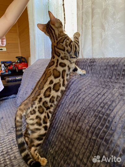 Девочка. Чистые ген тесты