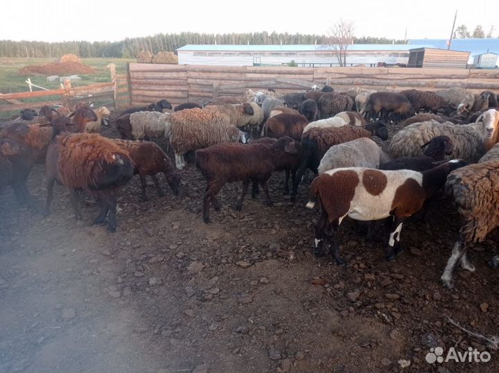 Курдючные бараны овцы
