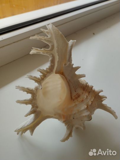 Океанская ракушка