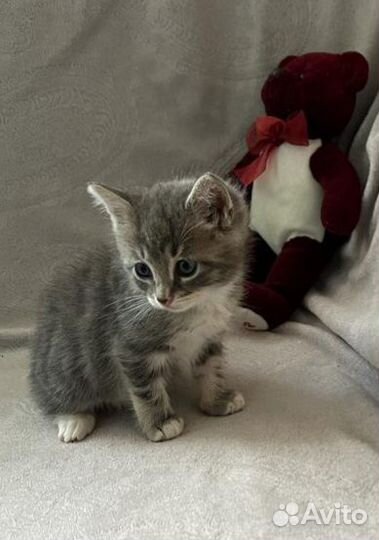 Малыши в добрые руки