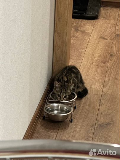 Продаеться бенгальский кот