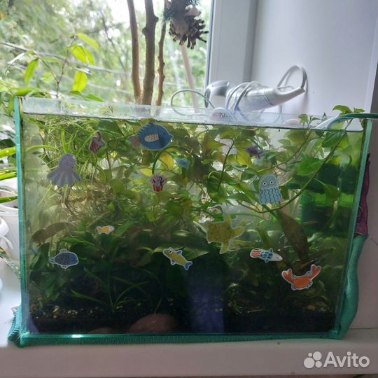 Растения для аквариума прополка