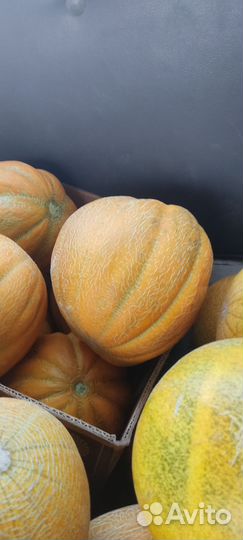 Дыня оптом