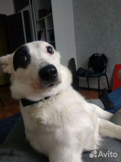 Собака Джек