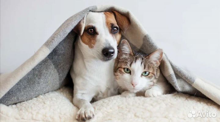 Передержка домашних животных