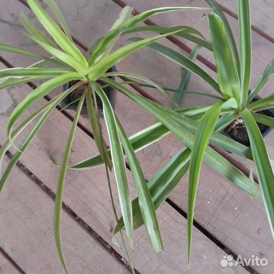 Хлорофитум