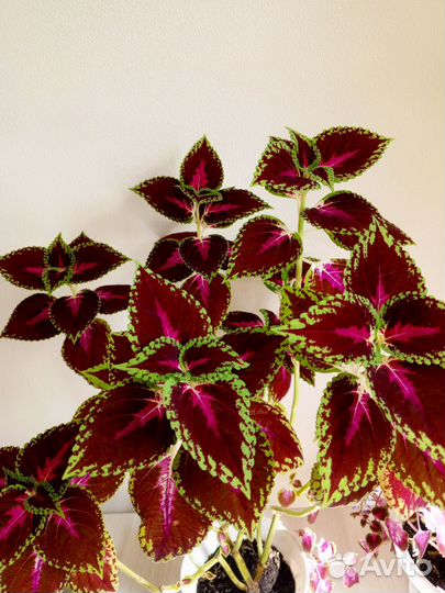 Комнатные цветы