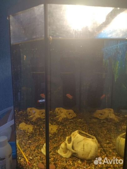 Аквариум