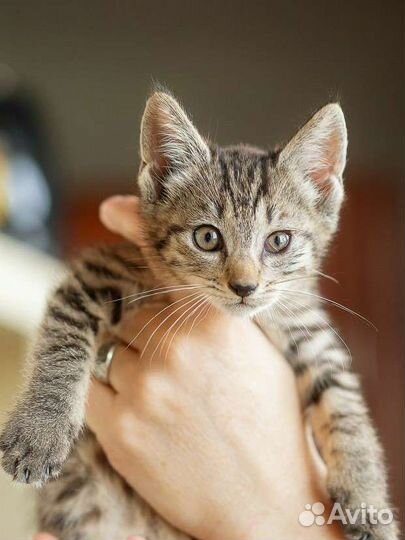 Полосатый котенок девочка 3 мес в добрые руки