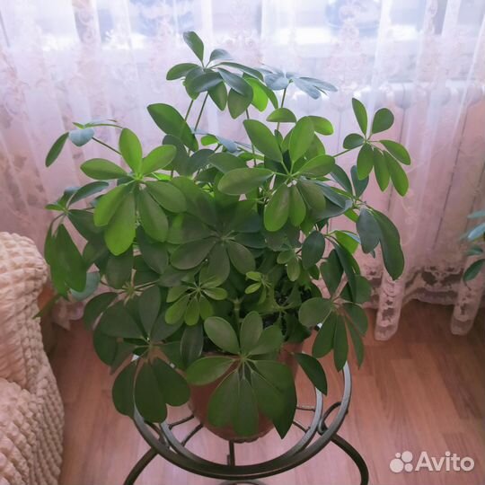 Комнатные цветы шефлера три в одном