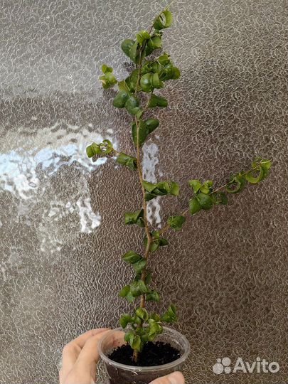 Фикус Бенджамина. Сорт Барок