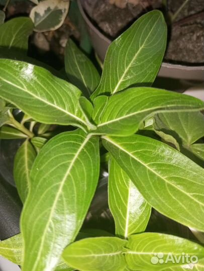 Катарантус